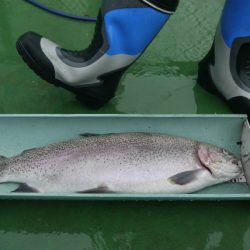 としまえんフィッシングエリア 釣果