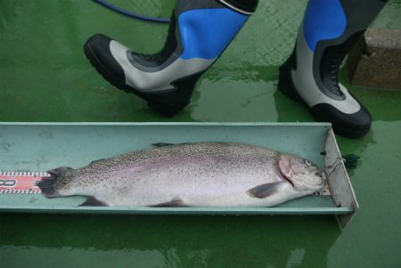 としまえんフィッシングエリア 釣果