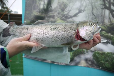 としまえんフィッシングエリア 釣果