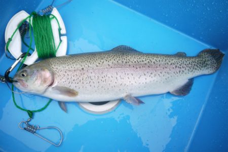 としまえんフィッシングエリア 釣果