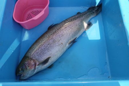 としまえんフィッシングエリア 釣果