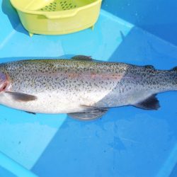 としまえんフィッシングエリア 釣果