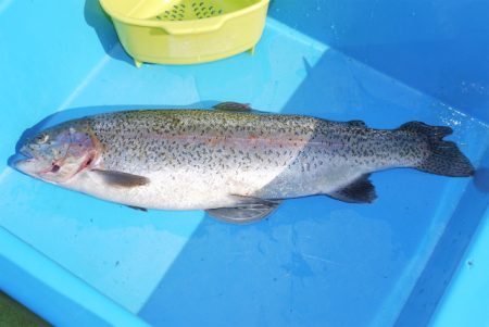 としまえんフィッシングエリア 釣果