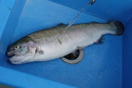 としまえんフィッシングエリア 釣果