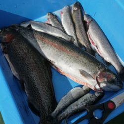 としまえんフィッシングエリア 釣果