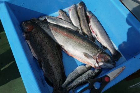 としまえんフィッシングエリア 釣果