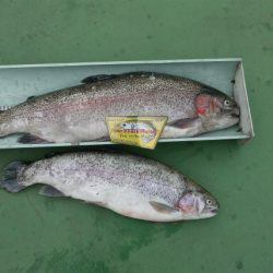 としまえんフィッシングエリア 釣果