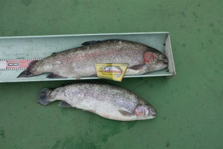 としまえんフィッシングエリア 釣果