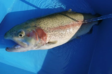 としまえんフィッシングエリア 釣果