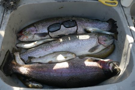 としまえんフィッシングエリア 釣果