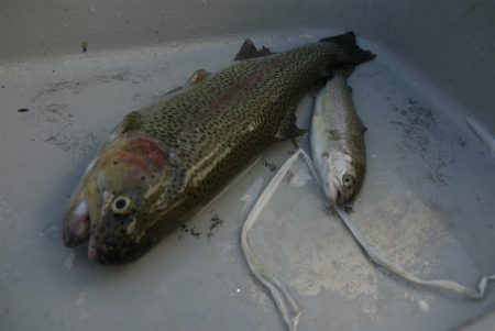 としまえんフィッシングエリア 釣果