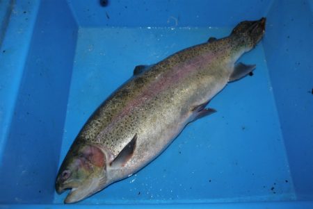 としまえんフィッシングエリア 釣果