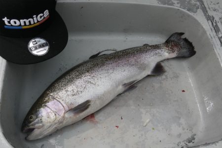 としまえんフィッシングエリア 釣果