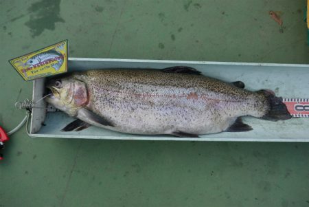 としまえんフィッシングエリア 釣果