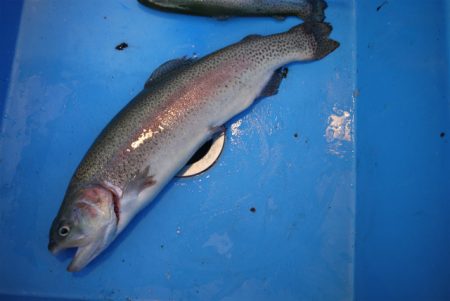 としまえんフィッシングエリア 釣果