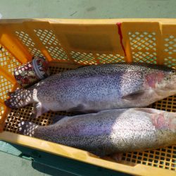 としまえんフィッシングエリア 釣果