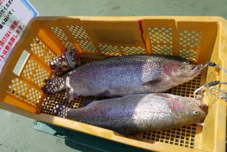 としまえんフィッシングエリア 釣果