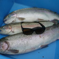 としまえんフィッシングエリア 釣果