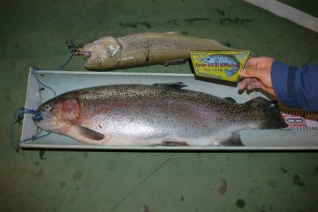 としまえんフィッシングエリア 釣果