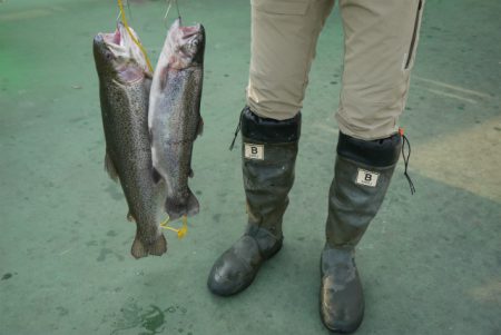 としまえんフィッシングエリア 釣果