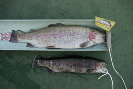 としまえんフィッシングエリア 釣果