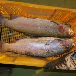 としまえんフィッシングエリア 釣果