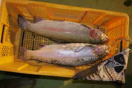 としまえんフィッシングエリア 釣果