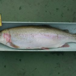 としまえんフィッシングエリア 釣果