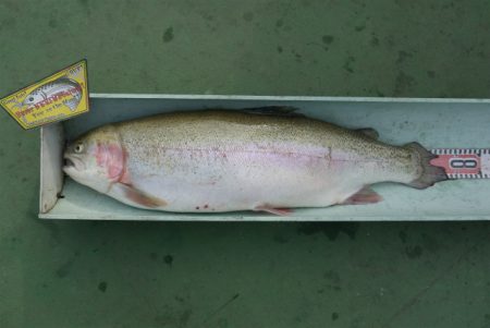 としまえんフィッシングエリア 釣果