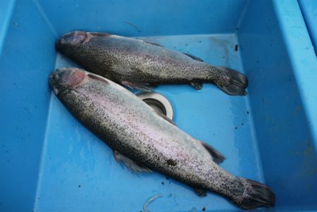 としまえんフィッシングエリア 釣果