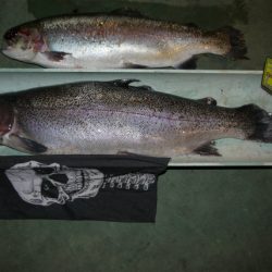 としまえんフィッシングエリア 釣果