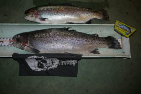 としまえんフィッシングエリア 釣果