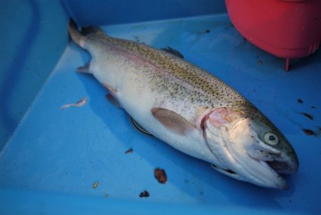 としまえんフィッシングエリア 釣果