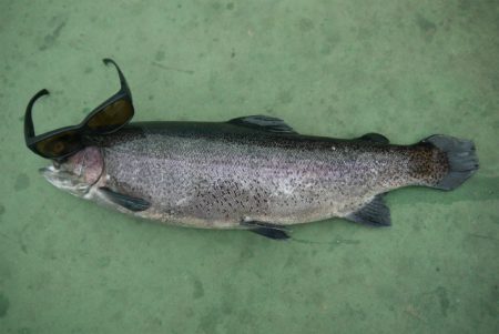 としまえんフィッシングエリア 釣果