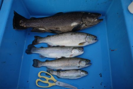 としまえんフィッシングエリア 釣果