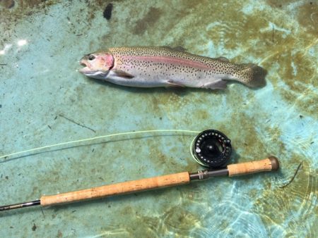 としまえんフィッシングエリア 釣果