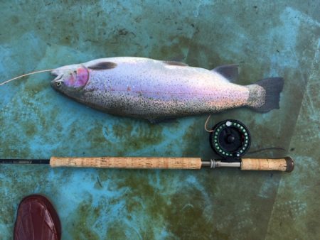 としまえんフィッシングエリア 釣果