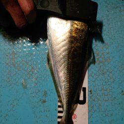 シースナイパー海龍 釣果