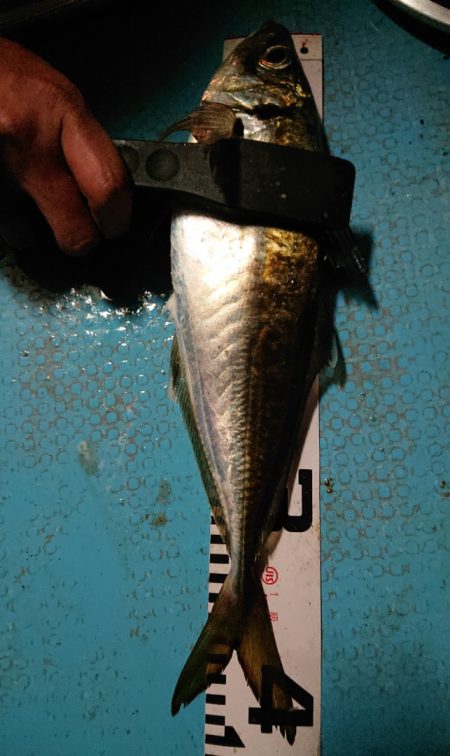 シースナイパー海龍 釣果