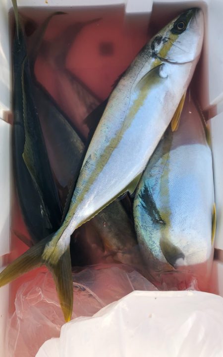 あみや渡船 JIGBOY 釣果