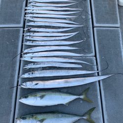 SeaRide(シーライド) 釣果