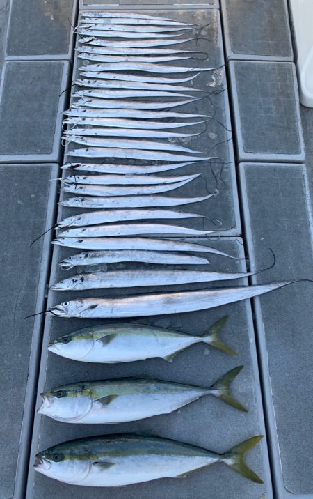 SeaRide(シーライド) 釣果