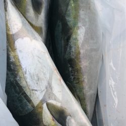 あみや渡船 JIGBOY 釣果