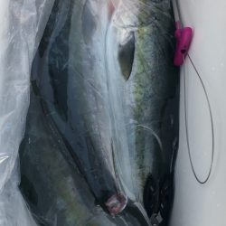 あみや渡船 JIGBOY 釣果