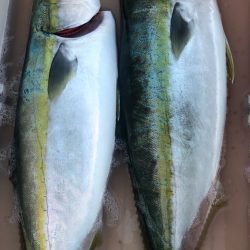 あみや渡船 JIGBOY 釣果