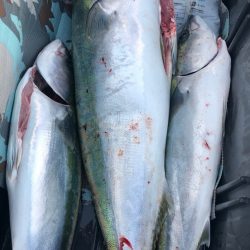 あみや渡船 JIGBOY 釣果