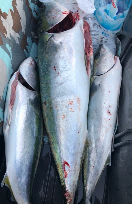 あみや渡船 JIGBOY 釣果