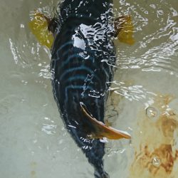 遊漁船 家入 釣果