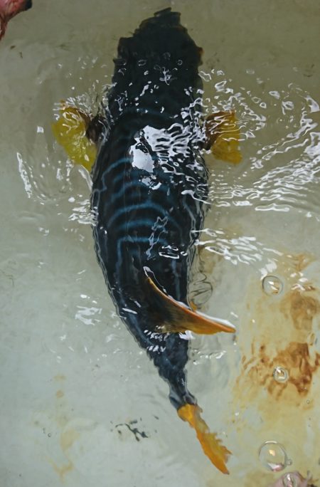 遊漁船 家入 釣果