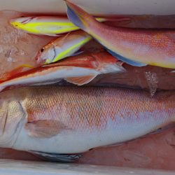 Big One ビッグワン 釣果